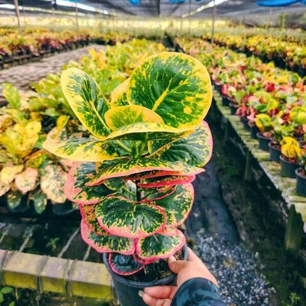 Кротон MATTHANA