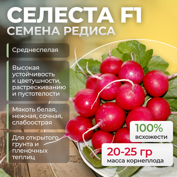 СЕЛЕСТА F1 семена редиса (Enza Zaden | Alexagro) культура
