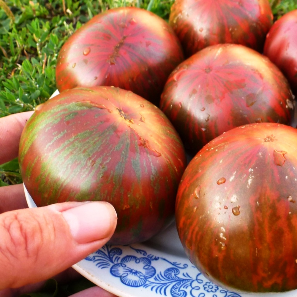 Помидоры - Pink Berkeley Tie-Dye - В стиле Тай-Дай