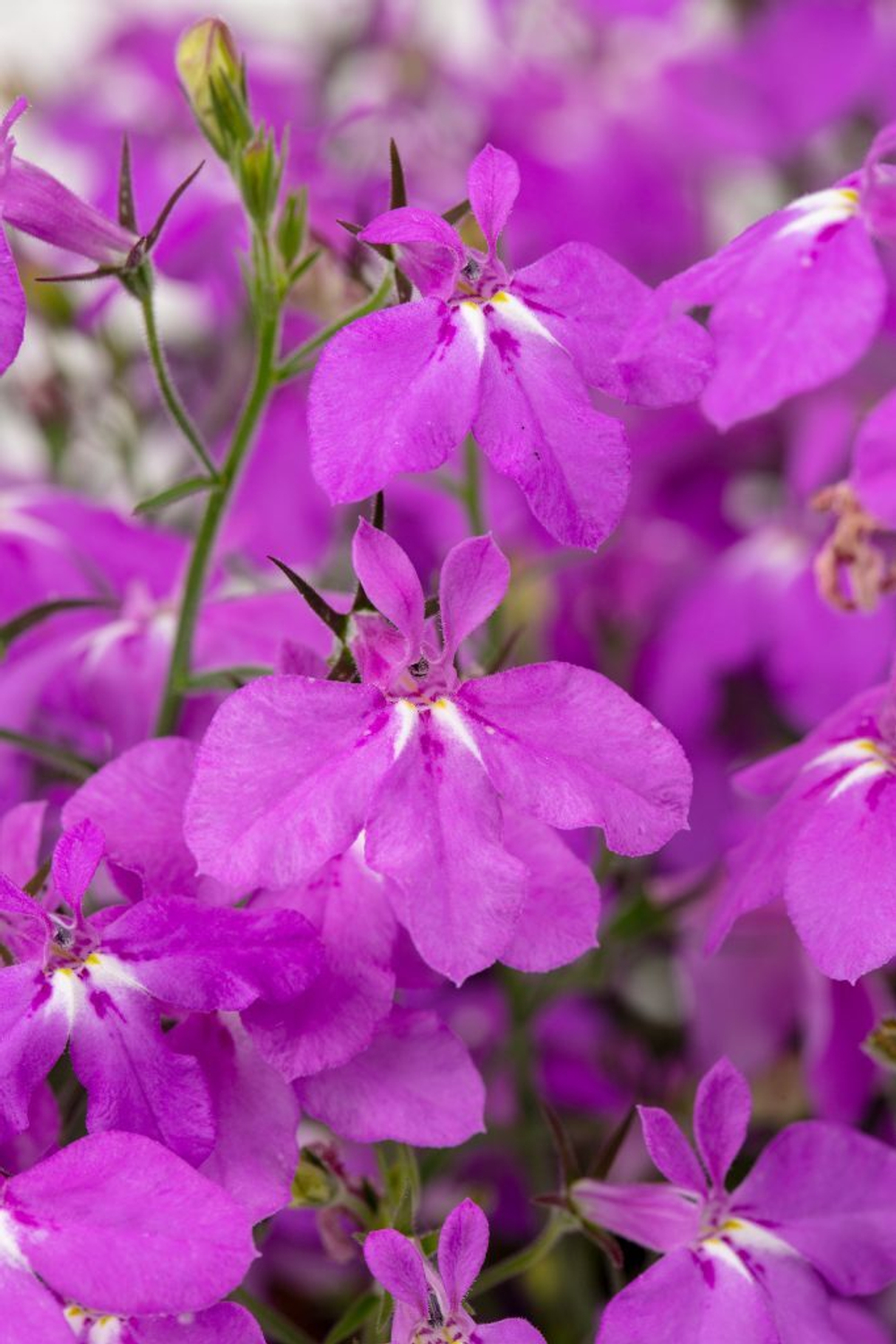 ЕВРО Лобелия Hot Plus Electric Purple укорененный черенок ОКС