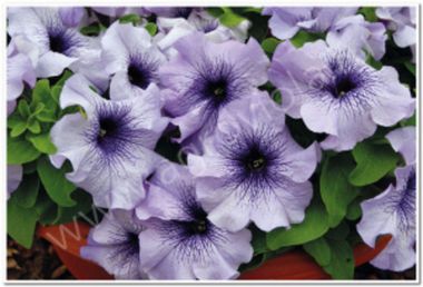 S60149 Петуния кустовая Grandiflora Limbo GP Blue veined  1000 шт.