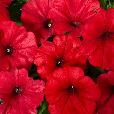 32409 Петуния PERFECTUNIA BINGO MAGMA RED (ВЕСНА 2025)
