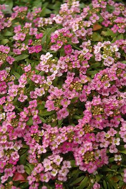 S10505 Алиссум (Лобулярия) EASTER BONNET DEEP PINK 20 шт.