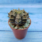 Gymnocalycium Friedrichii (Гимнокалициум)