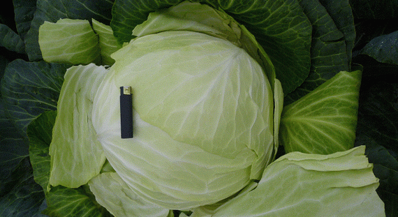 ВЕСТРИ F1 семена капусты белокочанной Seminis цена