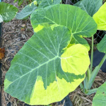 Колоказия YELLOW ANDAMAN