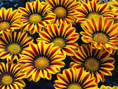 S2831 Газания Big Kiss Yellow Flame 5 шт.