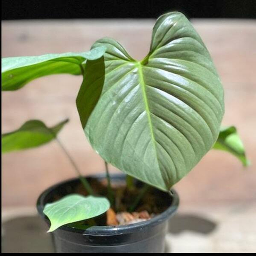 Филодендрон GRANDIPES SILVER