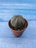 Euphorbia Obesa (Эуфорбия)