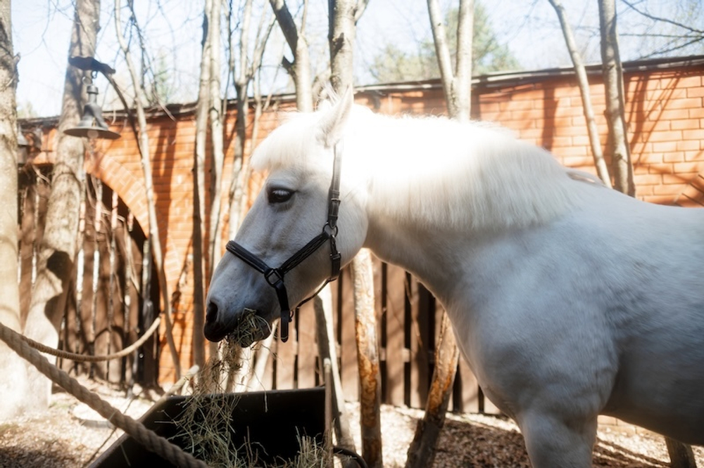 Horse Party