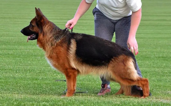 Мать: SAGA TEAM CARRERA