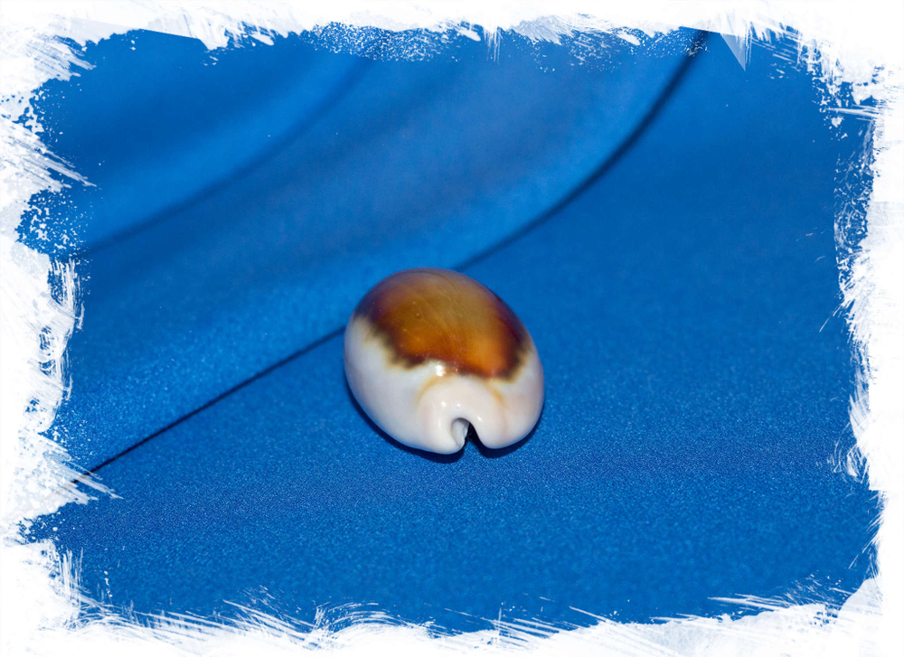 Ракушка Ципрея спадицея, Neobernaya spadicea