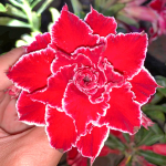 Адениум обесум 376