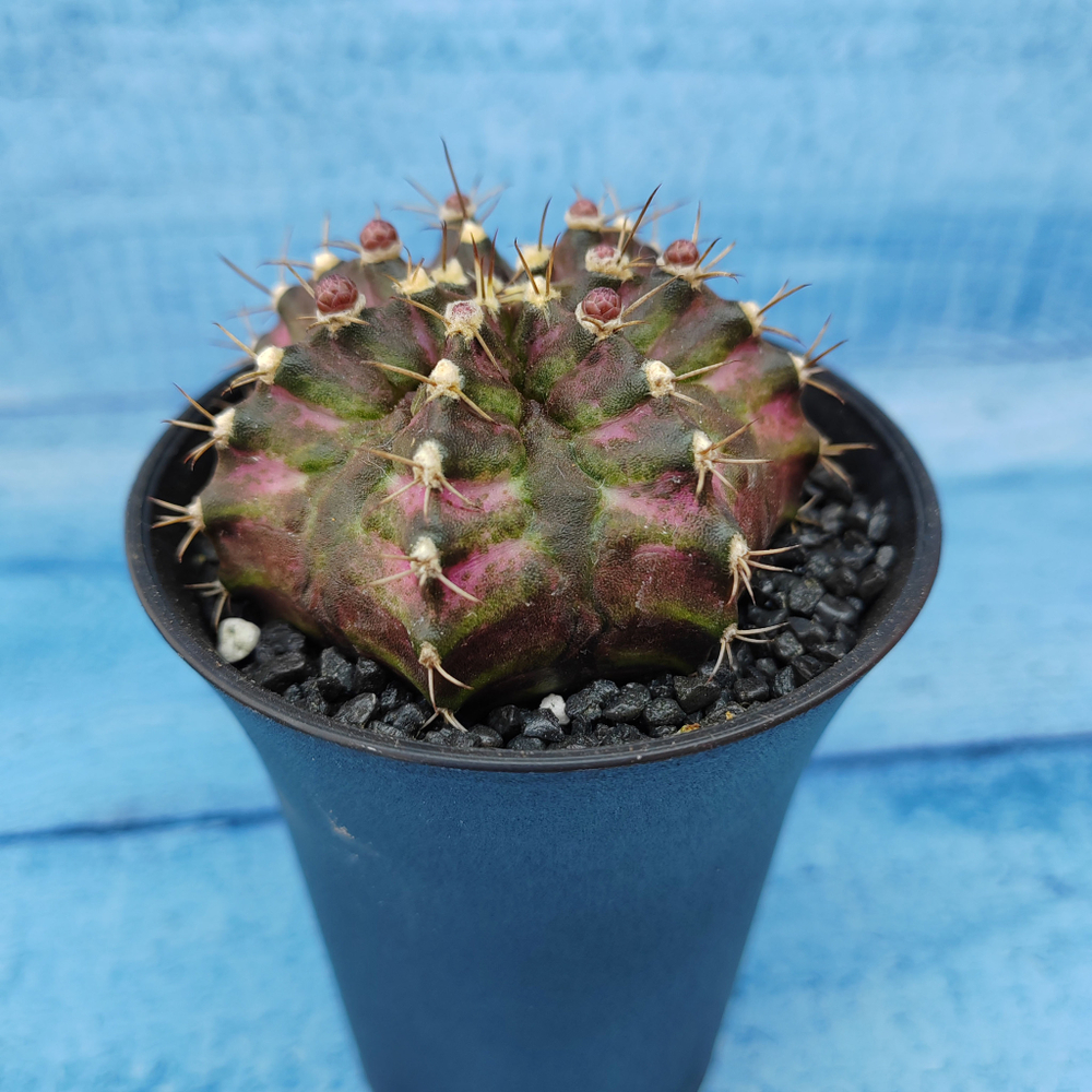 Gymnocalycium T-Rex Pink hybride (Гимнокалициум T-rex)