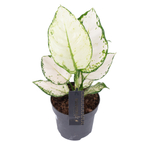 Аглаонема Супер Вайт