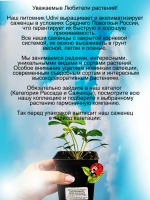 Морозник Баклажановый с белой окантовкой