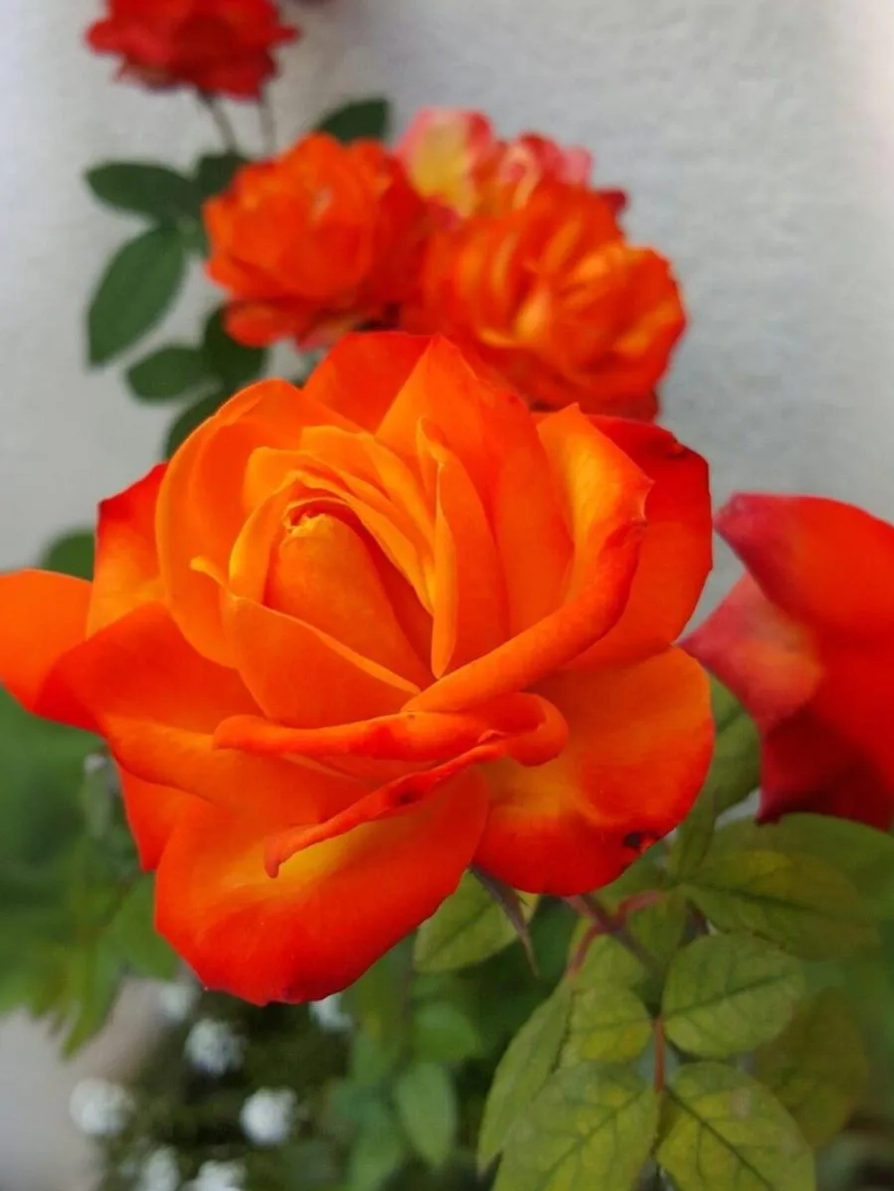 Роза плетистая Темпи Модерни