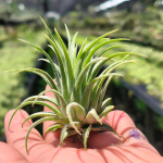 Тилландсия ionantha Bravo R
