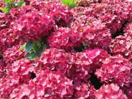 Rebelion Red Love (Ребелион Ред Лав) Р12 Европа 2026