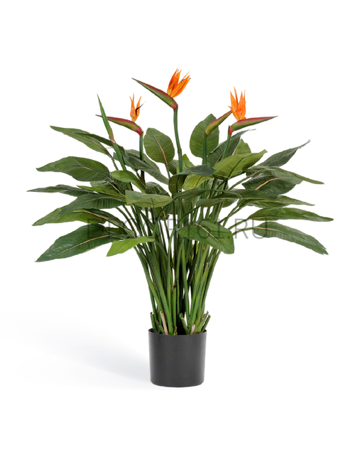 Стрелиция Королевская натуральная куст в кашпо в-130 см 1/1 10.1005N