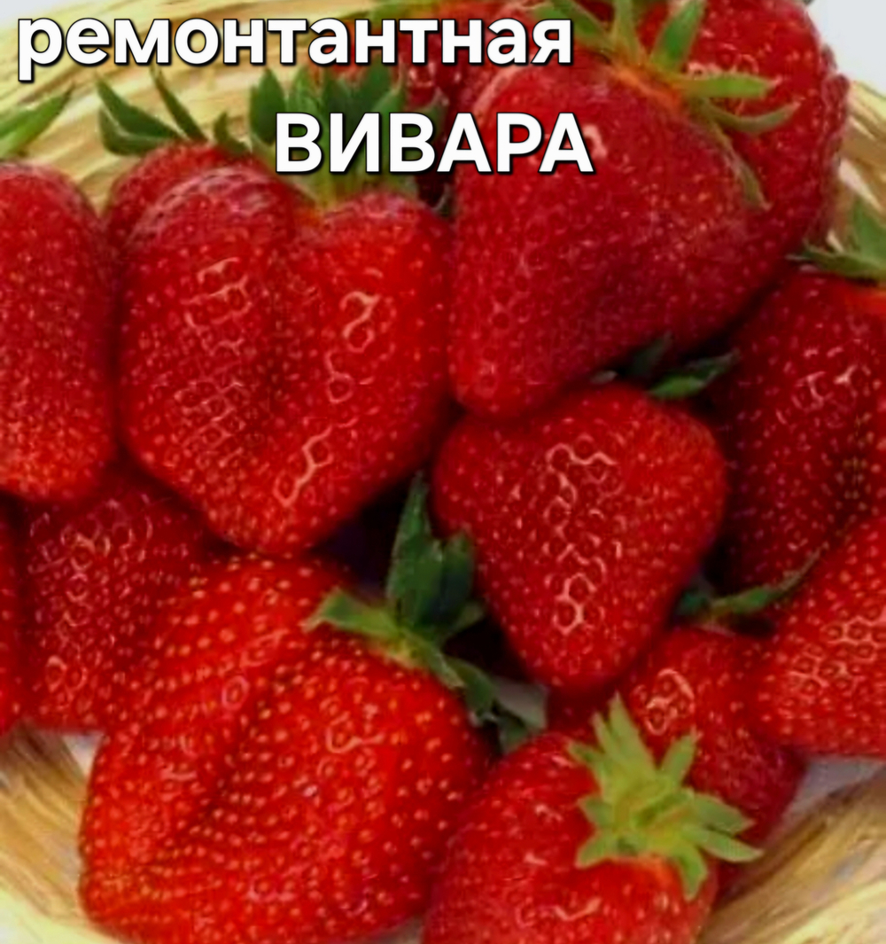 САЖЕНЦЫ РЕМОНТАНТНОЙ КЛУБНИКИ ВИВАРА