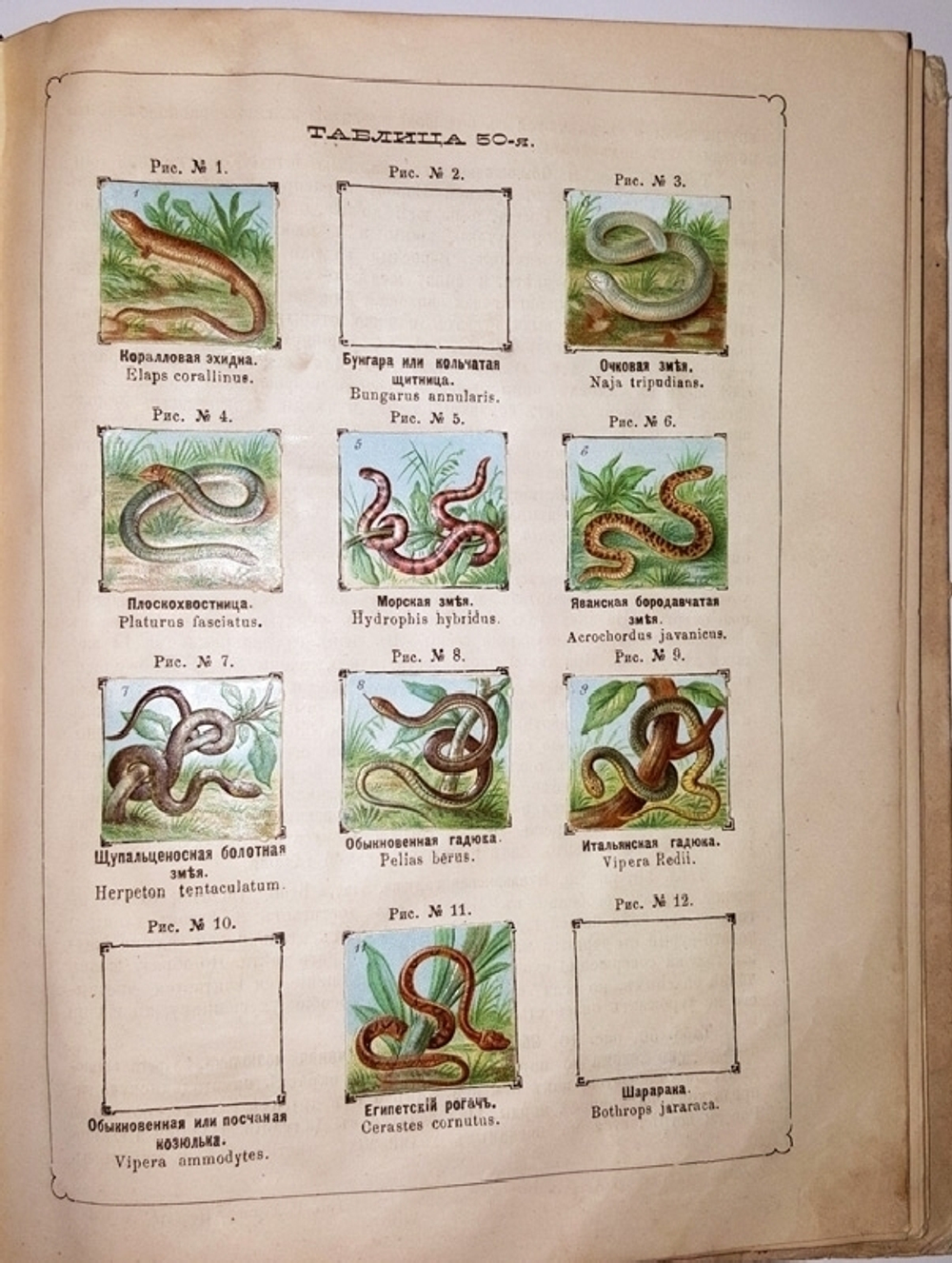 "Рельефный зоологический атлас. Часть третья. Пресмыкающиеся и рыбы.". Гагельберг. 1880г. - антикварное издание