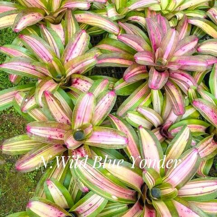 Неорегелия WILD BLUE YONDER