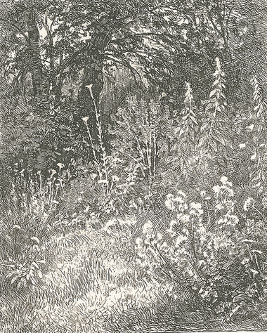 Шишкин Иван Иванович. Лесные цветы. 1873 г. Бумага, офорт. Размер доски 10,6 х 9 см. Размер листа 40