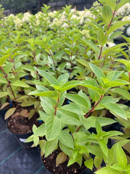 Гортензия Металлика