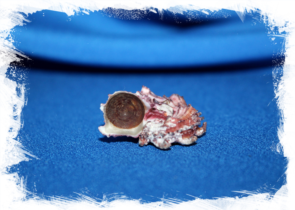 Раковина Angaria nodosa, Ангария нодоса