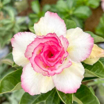 Адениум PLOY SAI