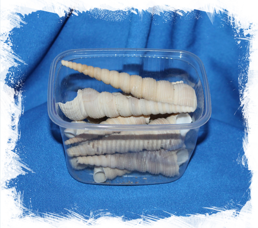 Теребра Турителла светлая