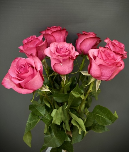 9 роз сорта Лола