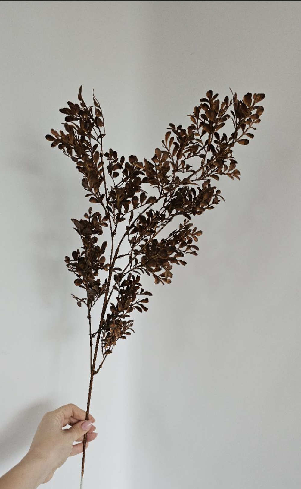 Самшит цветной / Арт 1283