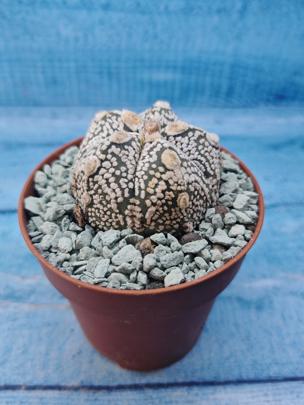 Astrophytum Asterias "Super Kabuto" (Астрофитум)