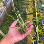 Тилландсия Charl Wiley (seleriana x bulbosa)