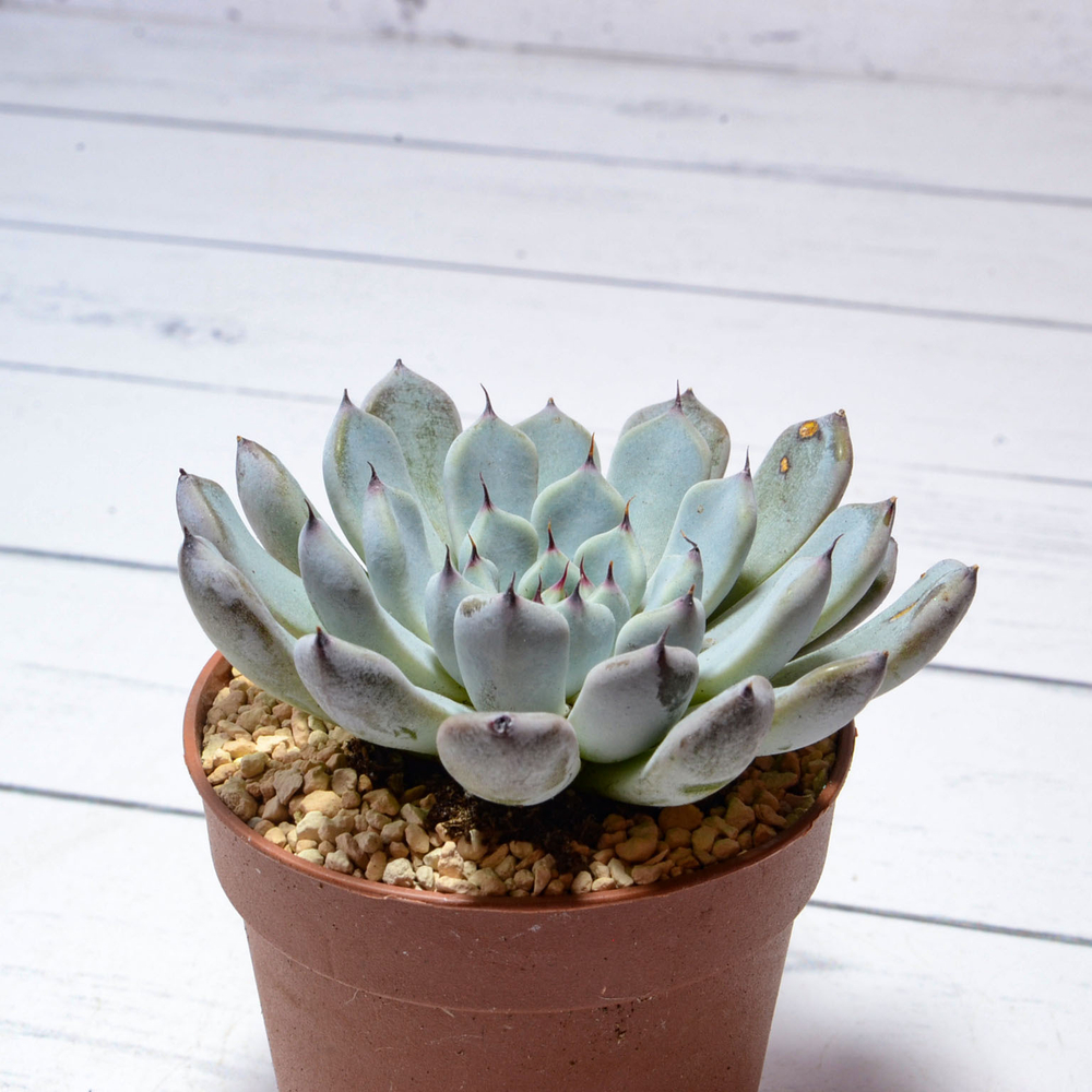 Echeveria Cuspidata Zaragoza (Эхеверия)