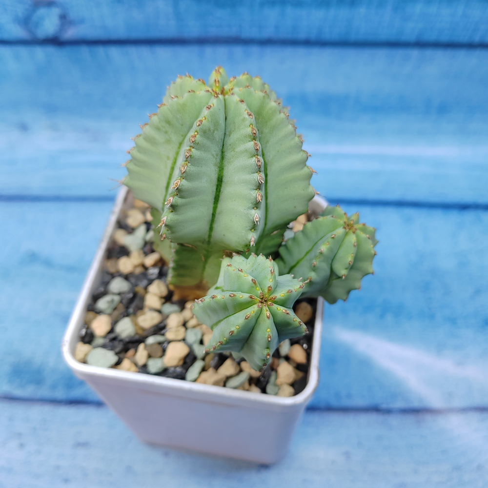 Euphorbia Fruticosa inermis (Эуфорбия)