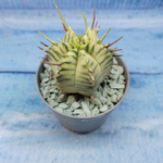 Euphorbia meloformis f. Variegated (Эуфорбия вариегатная)