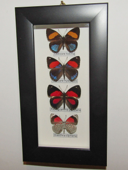 Бабочки Нимфалиды рода Callicore в рамке