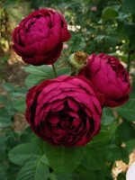 Роза чайно-гибридная Аскот