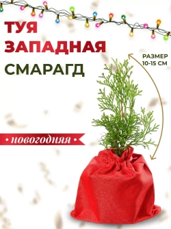 Туя западная Смарагд Новогодняя 10-15 см