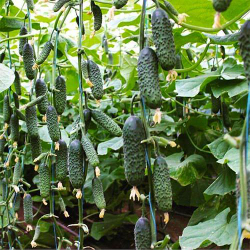 огурец СВ 4097 ЦВ