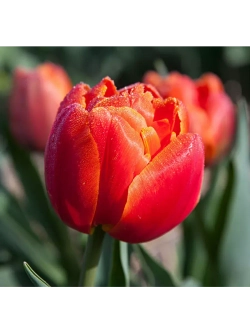 Тюльпаны пионовидные ,луковицы 12+ сорт ICOON красные (3шт)