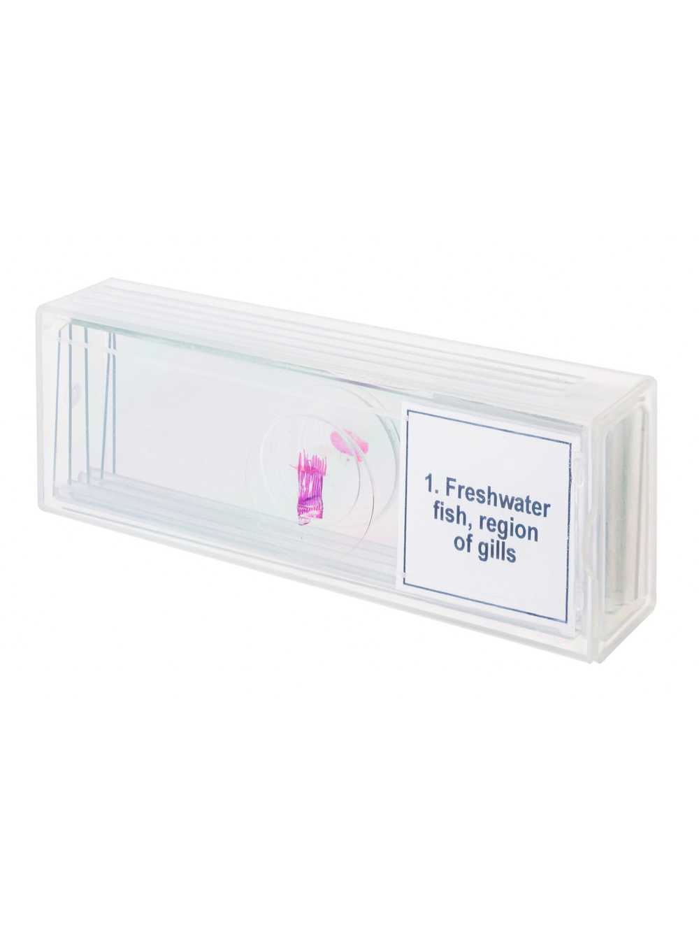 Набор микропрепаратов Levenhuk Discovery Prof DPS 5. «Амфибия»