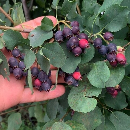 Ирга Нижегородская