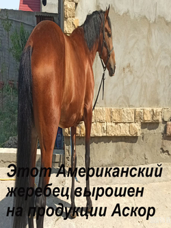 Гранулы мюсли для лошадей жеребят