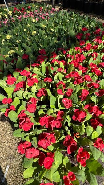 Немного про эуфорбии