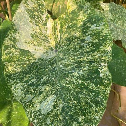 Колоказия PHET LANNA