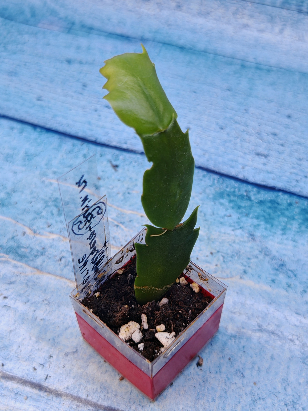 Schlumbergera cv. Twilight Tangerine (Шлюмбергера)